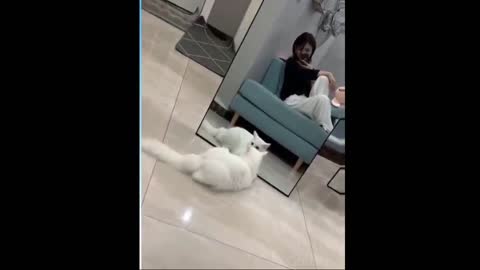 Funny and Cute Cat's Life ii Cats and Owners are the best friends Videos