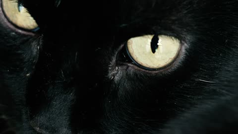 Extreme close-up of a black cat blinking yellow eyes.