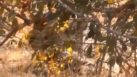 The best Battle Of the Animals World Harsh Life Of Wild animals . Lion. Buffalo. Part 7