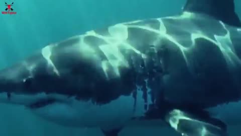 Shark Attack on Fishing Boat | fun made great white shark attack video