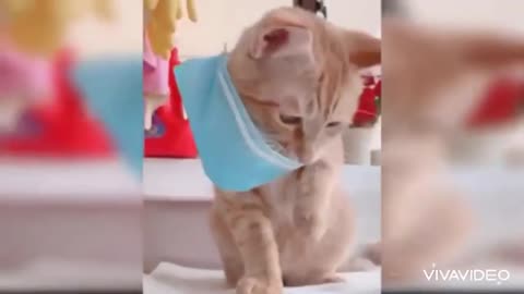 funny cats videos part - 2