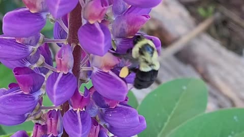 2 BEES NO CONDOMERS UNACCEPTABLE FOR THE LUPINE!