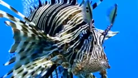 poisonous predator LIONFISH