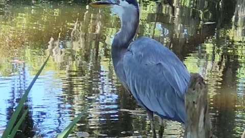 Great Blue Heron