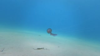 Fantastic Jellyfish in France