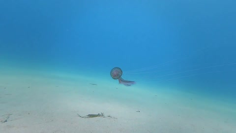 Fantastic Jellyfish in France