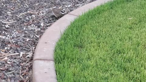 Killdeer Birds Have a Peculiar Defense Mechanism