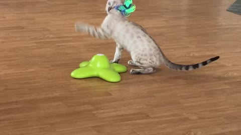 Baby Bengal Kitten plays with Butterfly