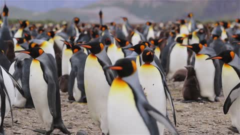 Penguins Birds Animal Penguin Dance