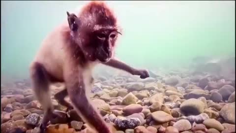 Monkey swim under water how?