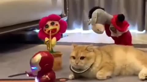 Cats and dogs _ cats meowing _ cats funny videos #shorts