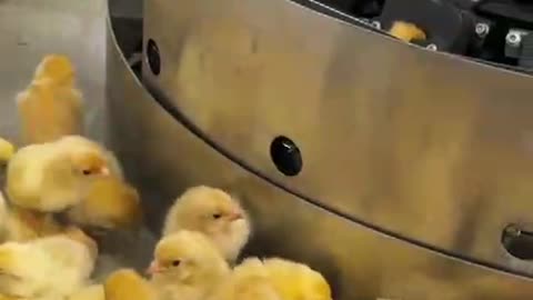 Treating chicks in incubater