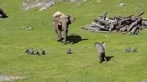 Baby Elephant chasing Birds