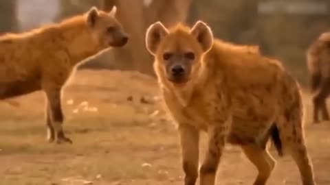 The Lion's Leg Was Bitten Off By Hyena During 🐯🐯🐯