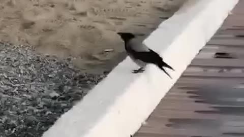 Thirsty Raven Quenches it's Thirst on the Beach - Nature's Amazing Moments!