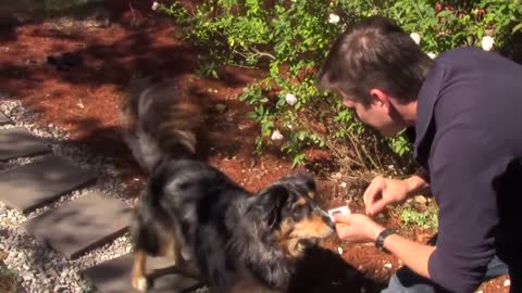 If you want your Dog to learn trick faster then this video is just what you need…