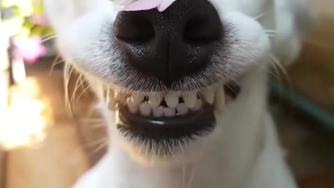 BEAUTIFUL SMILING DOG WITH FLOWER AND BUTTERFLY