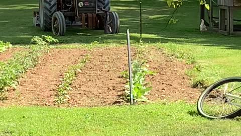 Rooster Bonked by Bucket