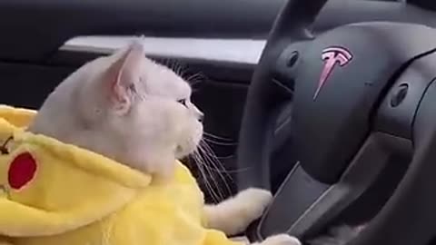 Cat car driving