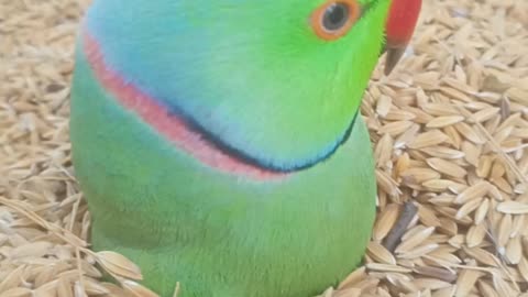 Parrot covered with paddy speaking papa (father) 😍😍