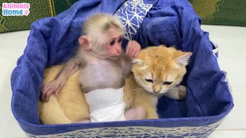 Baby Monkey is Teaching to play doll to small puppy