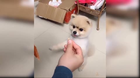 Cute baby dog's funny moments 😄