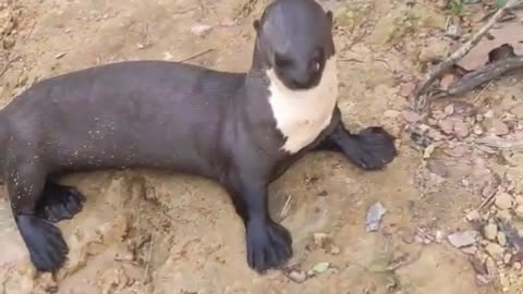 Person Interacts with Friendly Otters in Brazil