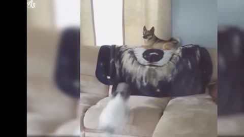 Innocent Cute Dog Plays With His Owner What A Cute Moment