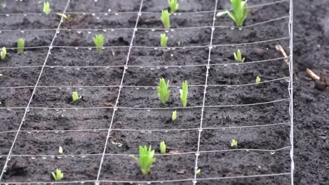 Lily Flower Farming Technology - Lily bulb Harvesting Machine - Lily Plant and Harvest in GreenHouse