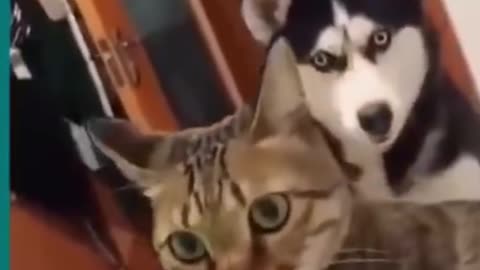 Cats and dogs fighting very funny