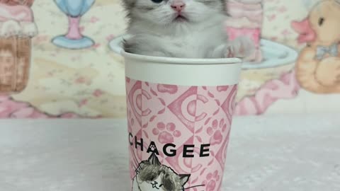 Tiny Kitten Snuggles In Takeaway Cup