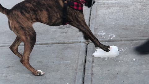 Boxer Practicing Her Ice Skating Skills