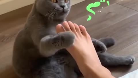 OMG SO CUTE CAT AND FUNNY ACTING OF CAT THAT CAN BLOW YOUR MIND🤣🤣