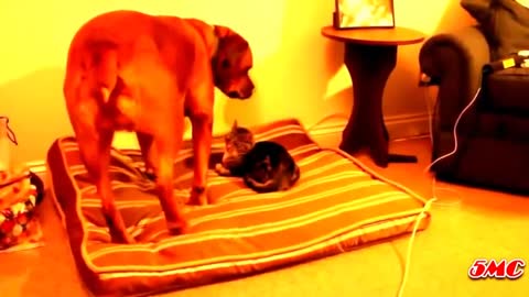 the dog running mad after the cat Funny Cats Stealing Dog Beds