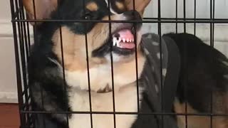 Corgi Rests Nose Against Crate