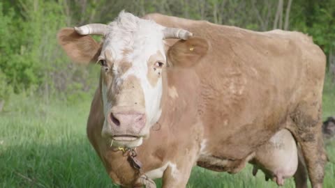 Cow in the green meadow chewing grass