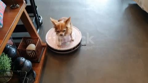 Dog playing on robot vacuum cleaner ❤️