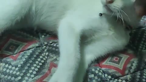 Playing with my Cat named Snow