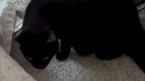 Adopting a Cat from a Shelter Vlog - Cute Precious Piper Inspects the Area Around Her Spa #shorts