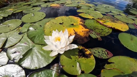 Water Lily