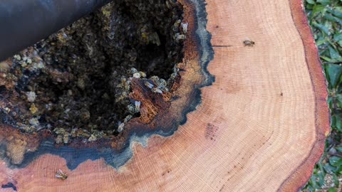 Removing honey bee hive from a downed tree