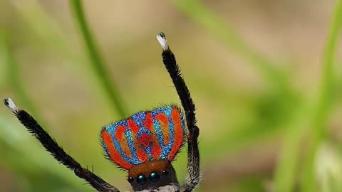 Funny spider