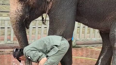 Elephant enjoying a comfortable bath 4