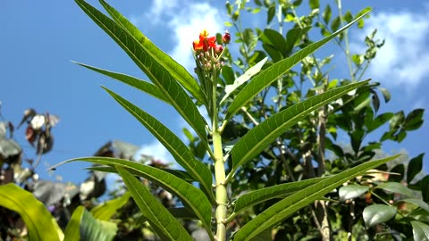 Cool Milkweed time lapse video