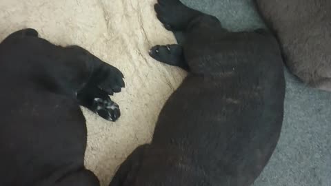 Cane Corso Warhammer Bella/Sonny pups almost 3 weeks old