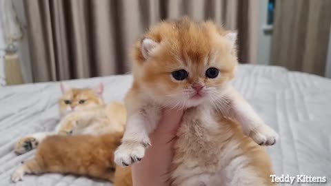 24 Days After Birth- Kittens walk and talk with mother cat