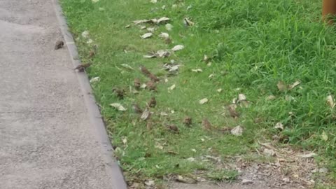 The procession of the sparrows on the Chuseok hometown road