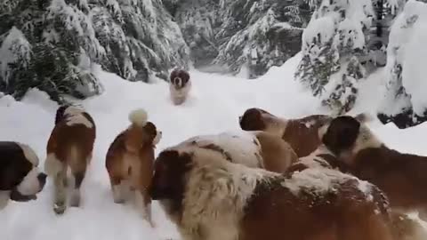 Dogs on snow