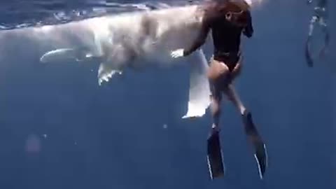 Free diver has a close encounter with a baby WHALE! 🐋 | SWNS #shorts