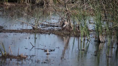 Tricolored Heron Gets mad at an Ibis for Startling Him